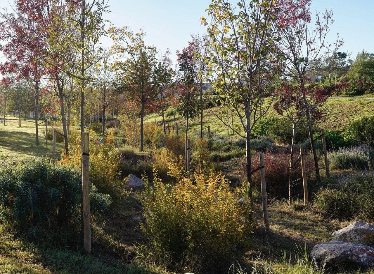 OESST_PARC_06 en tamaño grande